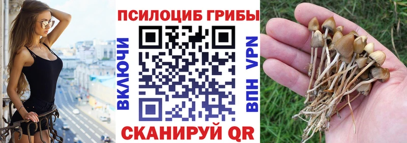 наркошоп  Сафоново  OMG ONION  Псилоцибиновые грибы Psilocybine cubensis 